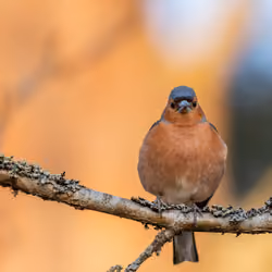 ANGRY BIRD MM