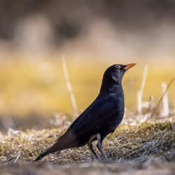 A BLACKBIRD MMMMM