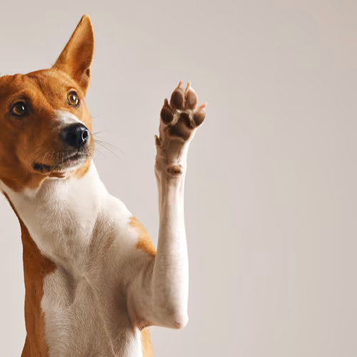 sobdoge