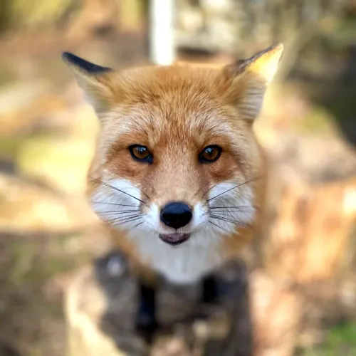 fox