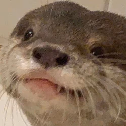 Otter