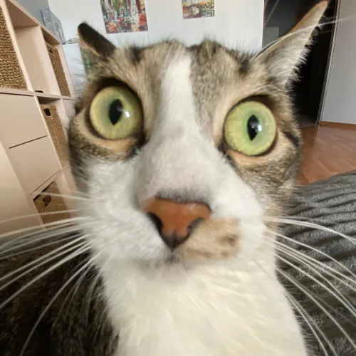 Mr. Cat