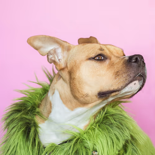 dog 28/33