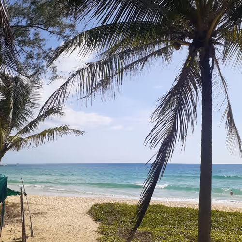 Ocean shore, palm trees.... Dream