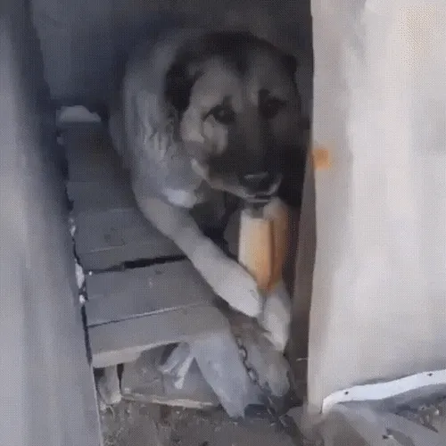 Zora Feed the Dog #460