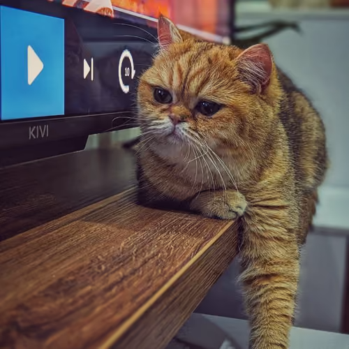 TV Cat