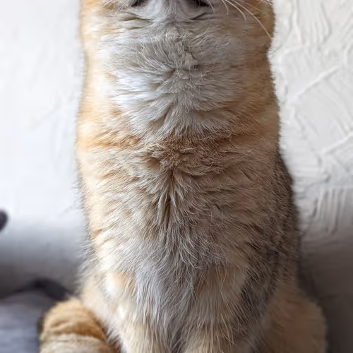 Sausage Cat