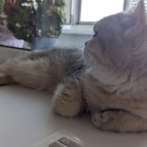 !!! Cat:/
