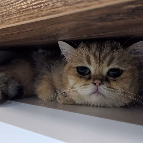 Snake Cat