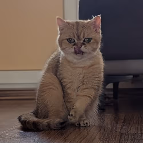 Cat: Let me Eat