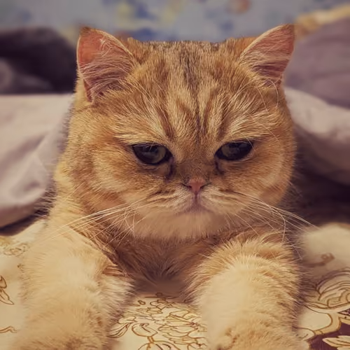Sleep Cat