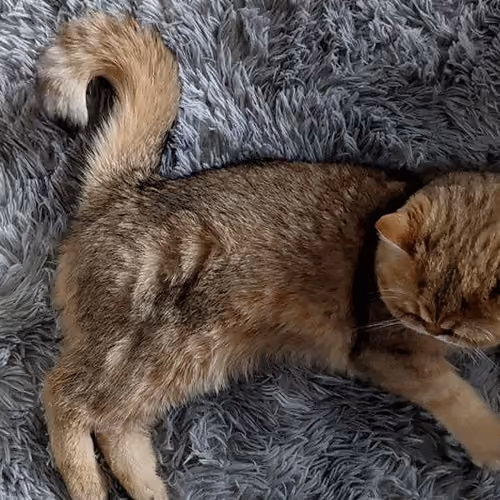 Miau