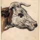 moooo
