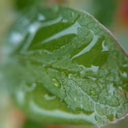 on a leaf