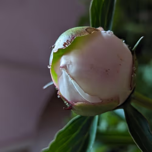 Bloom