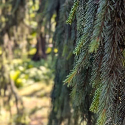 Forest Blur