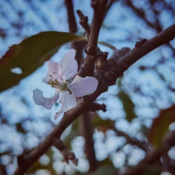 Bloom Sky