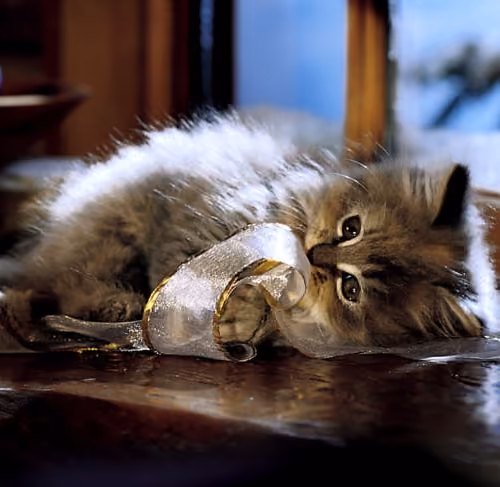llazy cat 2