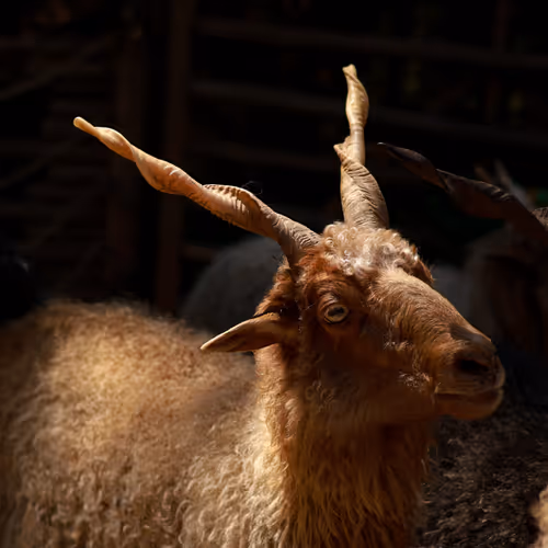 A goat with long curly horns. 18
