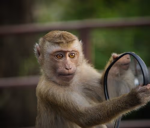 monkey