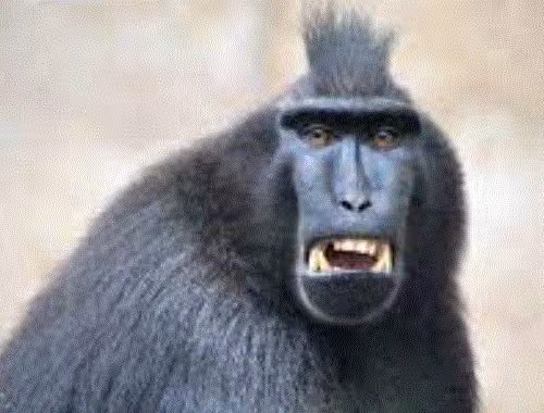 monkey212