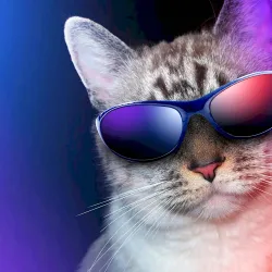 Kitty