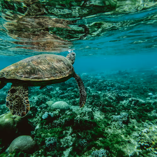 turtle 26/30