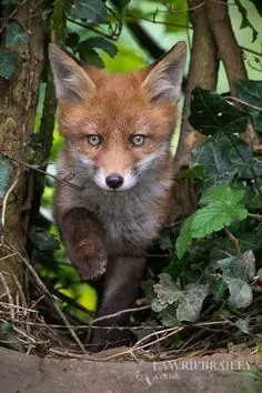 Item #6 Media