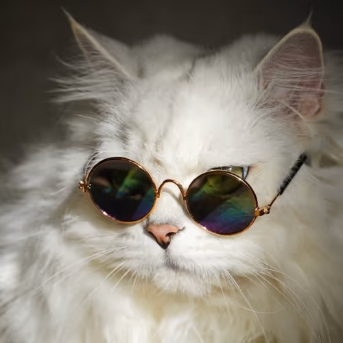Cat cat