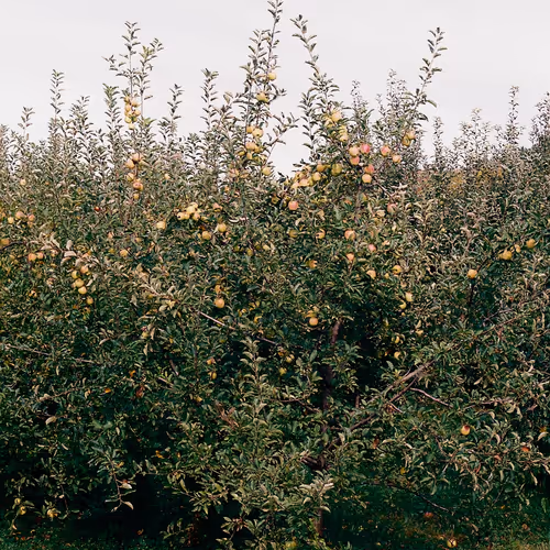 garden of eden 