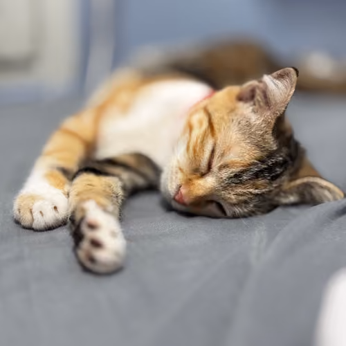 Little cat