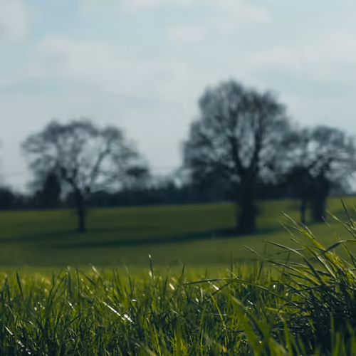 Enjoy Grass