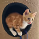 Cute Kitty