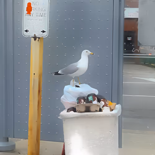 pigeon-epoxy-01
