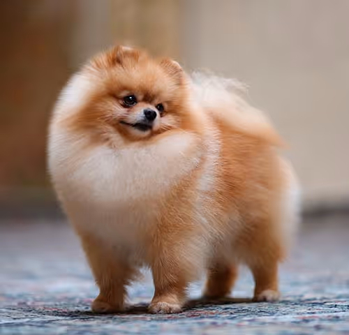 Pomeranian Dog