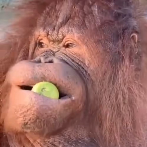 A serious monkey