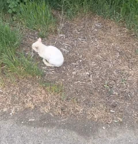 A stray cat