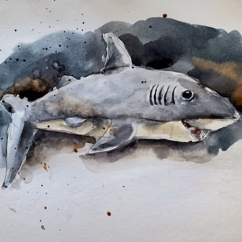 Shark