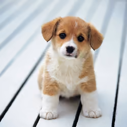 puppy7