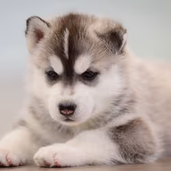 puppy6