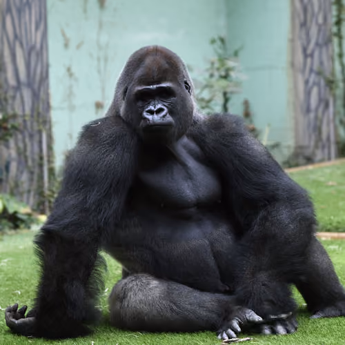 Gorilla Pride