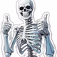 Skeleton