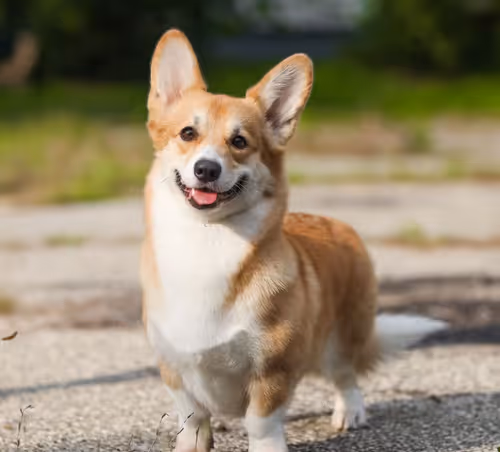 corgi