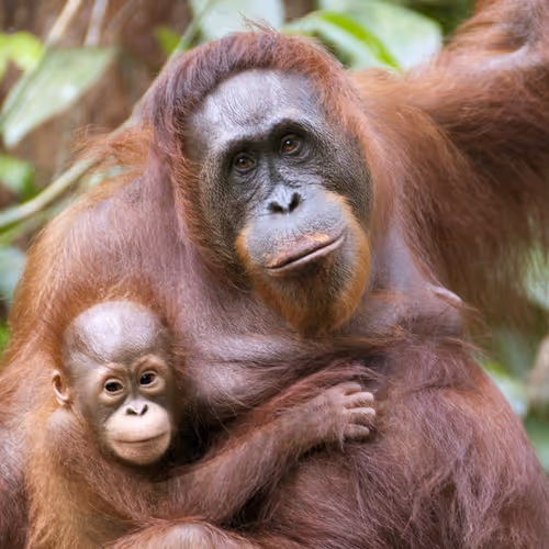 Moonke