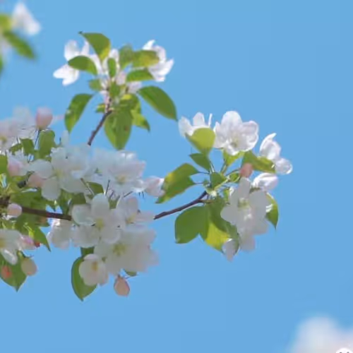 white flowers 