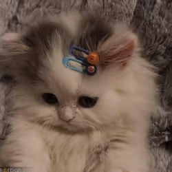 Catii