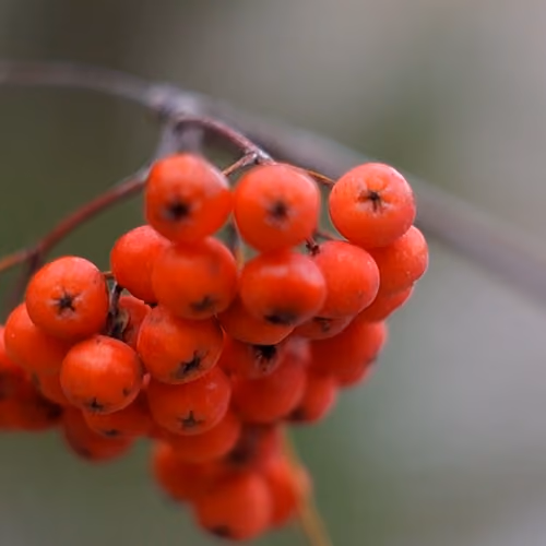 Bunch of Rowan Berry