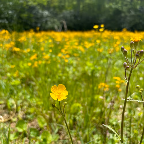 Mountain Flower