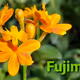 EPIDENDRUM