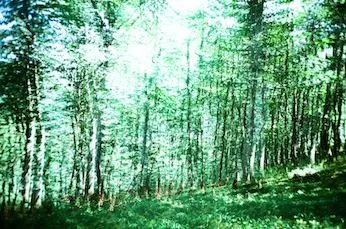 zoraforest #7